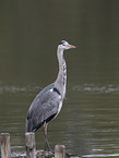 grey heron