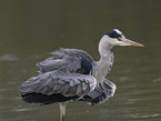 grey heron
