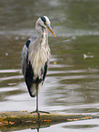 grey heron