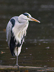 grey heron