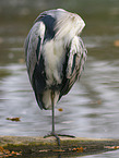 grey heron