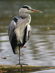 grey heron