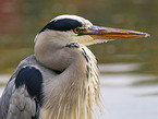 grey heron