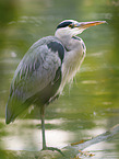 grey heron