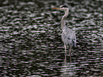 grey heron