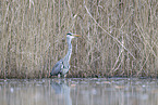 grey heron