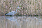 grey heron