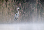grey heron