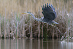 grey heron