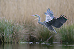 grey heron