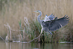 grey heron