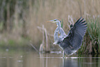 grey heron