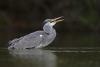 grey heron