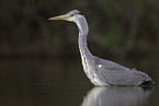 grey heron