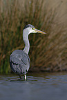 grey heron