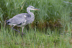 grey heron
