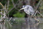 grey heron