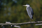 grey heron
