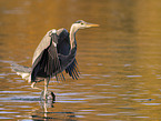 grey heron