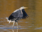 grey heron