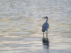 grey heron