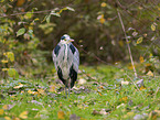 grey heron