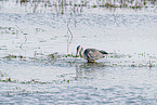 grey heron