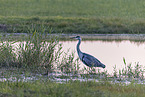 grey heron