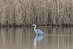 grey heron