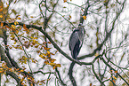 grey heron