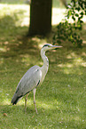 grey heron
