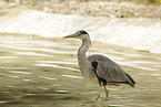 grey heron