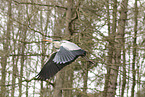 grey heron