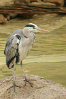 grey heron
