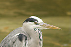grey heron
