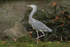 grey heron