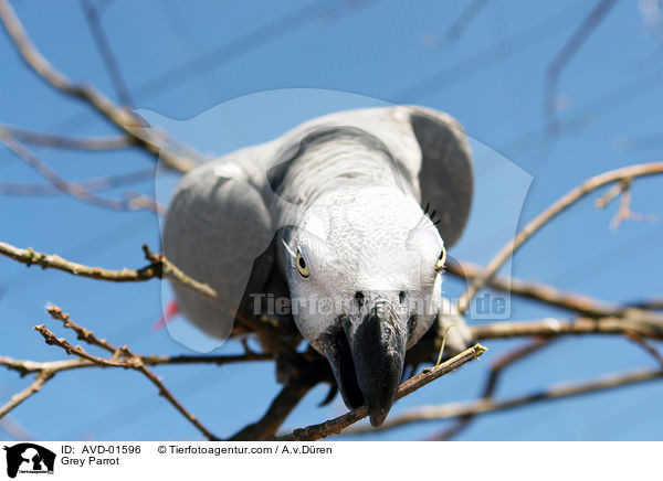 Graupapagei / Grey Parrot / AVD-01596