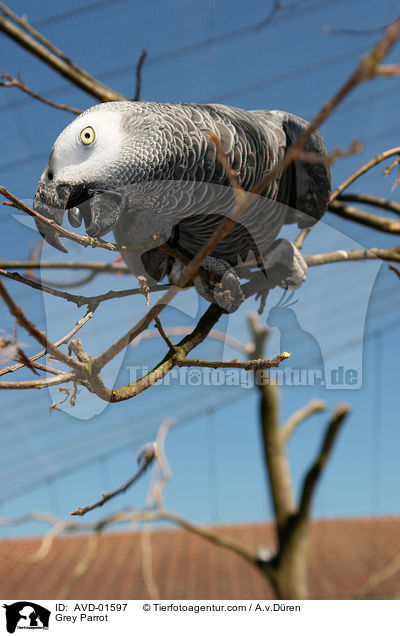Grey Parrot / AVD-01597