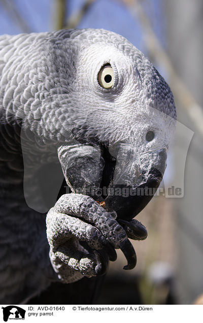 grey parrot / AVD-01640