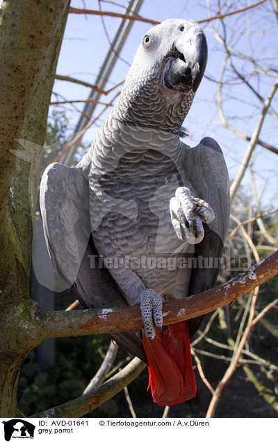 Graupapagei / grey parrot / AVD-01641