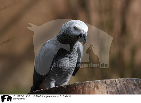 grey parrot / BES-01433