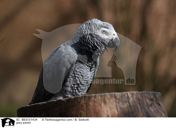 grey parrot / BES-01434