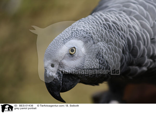 grey parrot portrait / BES-01436