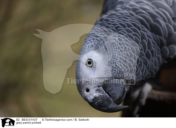 grey parrot portrait / BES-01437