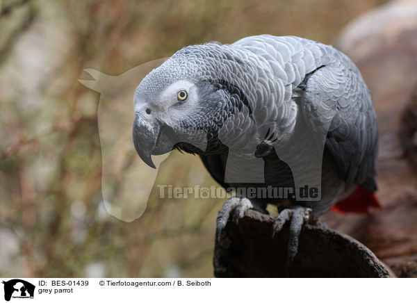 grey parrot / BES-01439