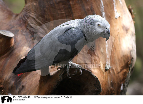 grey parrot / BES-01440
