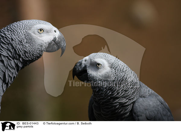 grey parrots / BES-01443