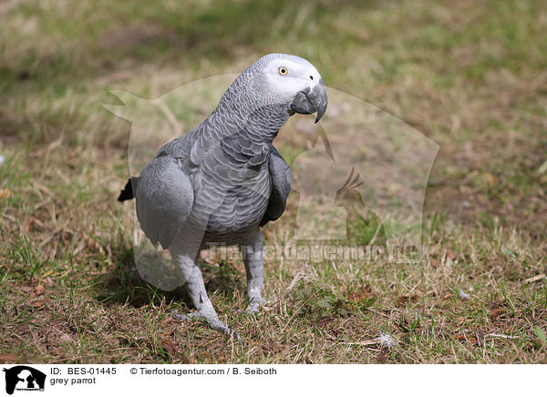 grey parrot / BES-01445
