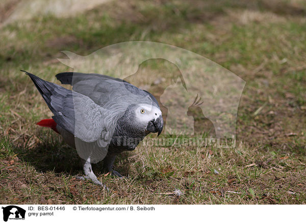 Graupapagei / grey parrot / BES-01446