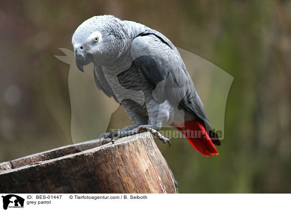 Graupapagei / grey parrot / BES-01447